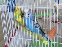 1 disi 1 erkek, qefes + su qabi yemek qabi+ yemi — foto 1