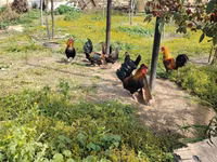 Yapon Bantam — foto 3