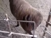 公羊, Hissar sheep — 照片 1
