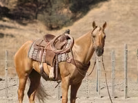 Cavalo, Quarter Horse — foto 6