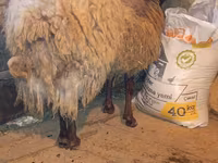 公羊, Sheep — 照片 2