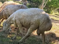 Ram, Sheep — photo 5