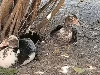 Geese — الصورة 4