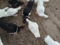 Ducks — الصورة 1