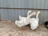Geese — photo 4