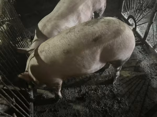 公猪, Pigs