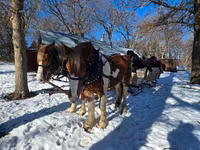 At, Pinto horses — foto 6