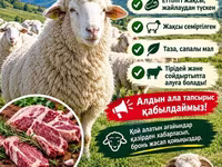 Qoç, Merino sheep — foto 8