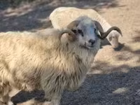 公羊, Sheep — 照片 1
