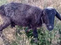 Sheep (batch, sex not specified), Sheep — photo 2