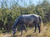 At, Atlar — foto 1