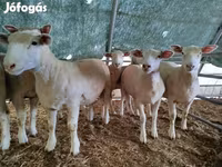 Ovce, Ile-de-France sheep — foto 4