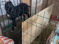 Goat, Alpine goat — photo 5