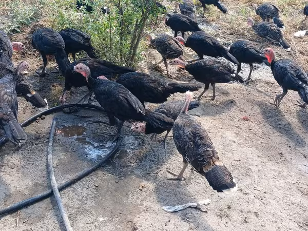 Guinea fowl — Azerbaijan