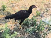 Chickens — photo 5