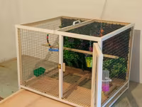 Papuqay,dovşan,hamster,şinşila,bildirçin,cücə,xamyak,pişik,quş,tısbağa — फ़ोटो 3