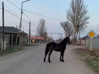 Caballo, Friesian — foto 1