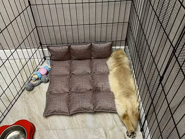 Heyvanlar üçün metal maneqe (playpen) - Material: dayanıqlı qara