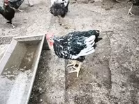 Pita Pinta Asturiana — zdjęcie 3