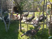 Turkeys — foto 1