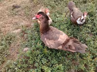 Ducks — फ़ोटो 2