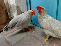 Leghorn — photo 2