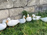 Ducks — 照片 1