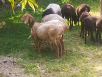 Sheep (batch, sex not specified), Arashan sheep — photo 4