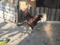Australorp — photo 2