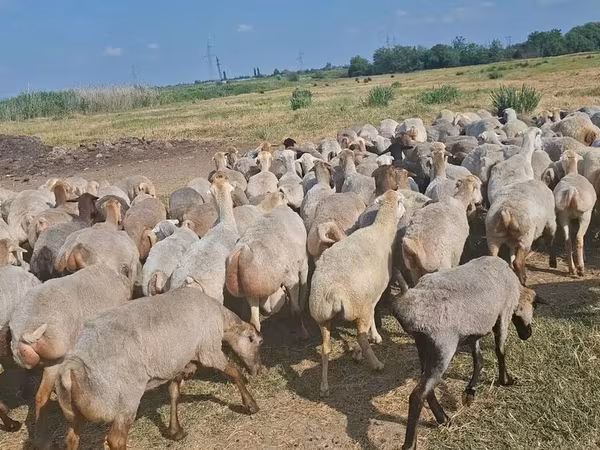 Sheep, Sheep