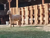 Ram, Rhon sheep — photo 1