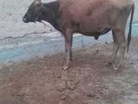 公牛, Cattle — 照片 4