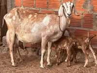 Dişi keçi, Keçilər — foto 1