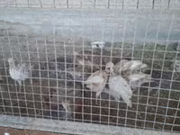 Slovenian Silver Hen — foto 3