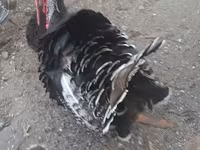Turkeys — 照片 3