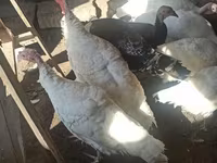 Turkeys — photo 1