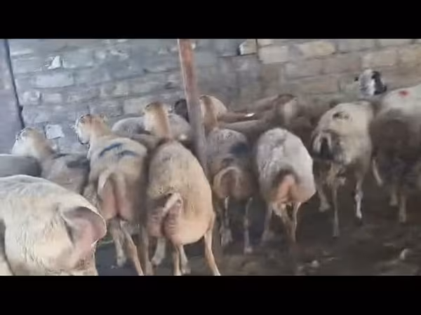 Sheep, Sheep