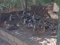 Domestic Muscovy — photo 5