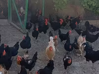 Australorp — photo 4