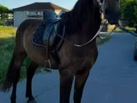 Horse (M), Horses — photo 1