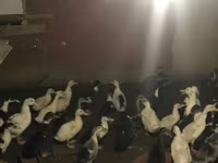 Ducks — 照片 2