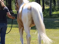 Caballo, American paint horse — foto 3