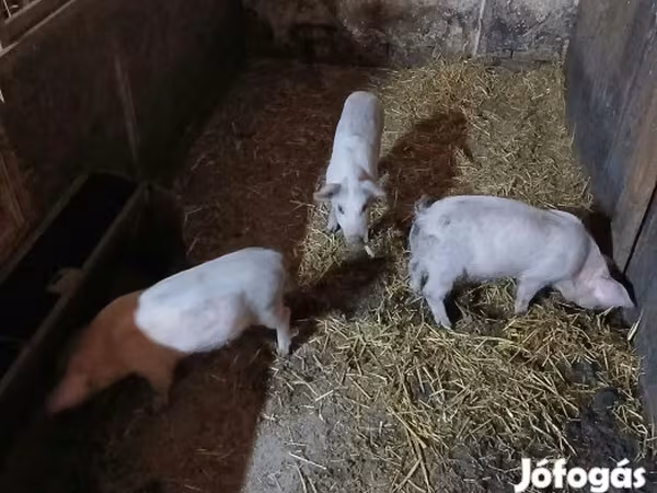 Prasnice, Мангалица