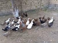 Ducks — photo 1