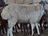 Qoyunlar (partiya, cinsi göstərilməyib), Qoyunlar — foto 4