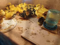 Ducks — Foto 3