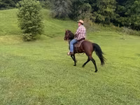 घोड़ा, Rocky Mountain Horse — फ़ोटो 6