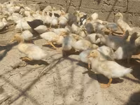 German Pekin — photo 7