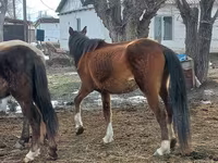 Klisna, Kazakh horse — foto 3