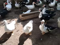 Ducks — الصورة 5